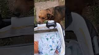 Dogs reaction to our baby boy! #baby #babyboy #cute #cutebaby #pets