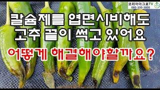 고추 끝썩음 고추 칼슘결핍증상 - 칼슘제 엽면시비로도 해결이 안될때는 어떻게 할까요?