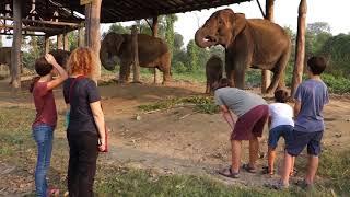 domestic Nepali elephants