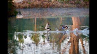 Quack Hollow | Summerton, SC - Ducks on Jan. 21, 2019