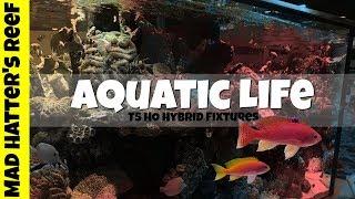 Aquatic Life T5 HO Hybrid Reef Tank Lighting