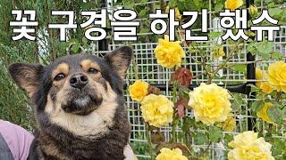 꽃 구경을 하긴 했는디..