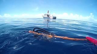 Bluewater Hunting-Mahi-Underwater hunting