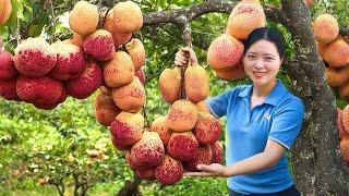 Harvesting Giant Red Thorny Fire Lua Fruit Go To The Market Sell | Harvesting Farm Produce