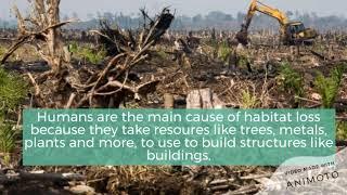 Habitat Loss || Kids Earth Administration