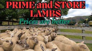 Second Lamb Draft of 2024 - PRIME and STORE LAMBS SOLD