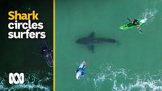 Shark filmed circling surfers at Plettenberg Bay, South Africa | ABC Australia