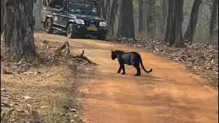 Black panther Leopard Faceoff Fight In Kabini Forest