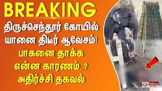 திருச்செந்தூர் கோயில் யானை திடீர் ஆவேசம்! பாகனை தாக்க என்ன காரணம்..? அதிர்ச்சி தகவல்