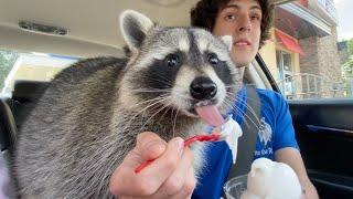 Taking my pet raccoon through the drive thru (one year later!)