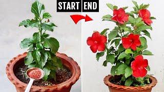 Watch: NEWEST method to get TONS of flowers on Hibiscus ️️