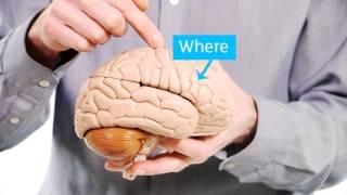 Your Amazing Brain - Dementia Explained - Alzheimer's Research UK