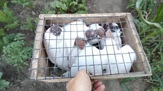 Головатые (иранцы).Flight of young head pigeons of Iranians.