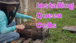 ️ Installing Queen Cells In Mating Nucs - #queenrearing