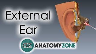 External Ear | Anatomy Tutorial