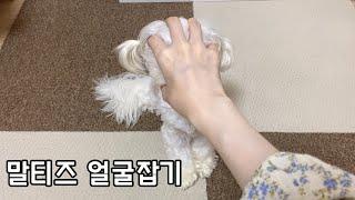 강아지 얼굴을 움켜쥐었더니