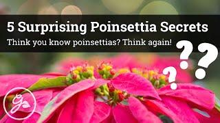 5 Surprising Poinsettia Secrets / Think you know poinsettias? Think again!