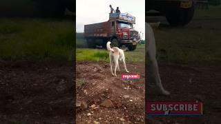 Heavy Tata 1612 Truck Driver Status Video #shorts #horn #truckhorn #truckdriver