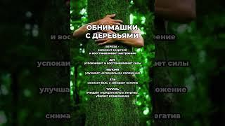 ПО ОБНИМАЙ ДЕРЕВО