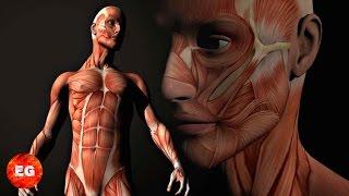 9 Datos curiosos acerca del cuerpo humano.