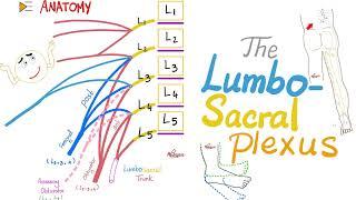 The Lumbosacral Plexus | Anatomy Series