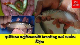 Arowana fish Sinhala  | Male-female Arowana හොයාගන්න විදිහ | Arawana breeding Sinhala -Pet Life Lk