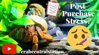 How To Keep Your Hermit Crab Alive After Purchase - The P.P.S Method | By Crab Central Station