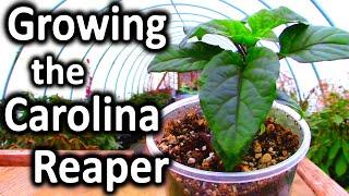 GROWING THE CAROLINA REAPER PEPPER PLANT: Indoor Growing With the  ViparSpectra LED Grow Light