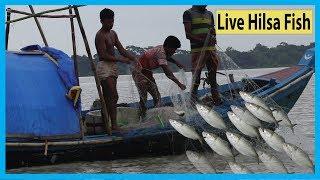 Live Hilsa Fish Catching At Payra River By Smart Kids | Fish Corn