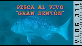 PESCA AL VIVO "GRAN DENTON"