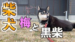 【柴犬】梅の花と黒柴は、良く似合うPlum blossoms and black shiba go well together