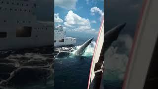 shark fish attack, ship caneda,#short #ytshort #viral #video