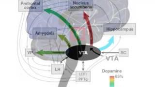 What is dopamine?