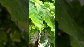 나뭇잎에 떨어지는 #빗물 #비소리 #비소리asmr #rain #asmr #백색소음 #수면유도 #relaxing
