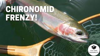 NON-STOP CHIRONOMID ACTION! (Bobber Down Footage)