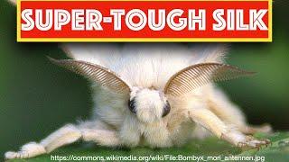 Super-Tough Silk (#aerospace  potential)