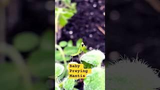 Baby Preying Mantis #garden #plants #farm #good #zone8b