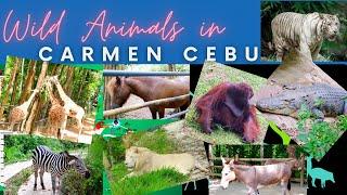 ZOO IN CARMEN CEBU | WORLD CLASS- A MUST VISIT PT.1