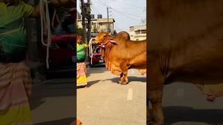 Hefty Sahiwal Bull and Rahim Bhai from Sadeeq Agro 2024 || Biggest cow in Bangladesh ||