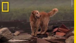 Working Dogs | National Geographic