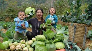 Harvest cabbage and cauliflower with your children to sell - cook food for piglets | Chúc Thị Dương