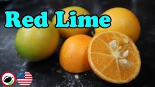 RED LIME Review - Cat Ruins Video - Weird Fruit Explorer Ep. 346