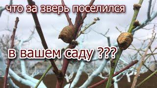 Что за ЗВЕРЬ поселился в САДУ ???