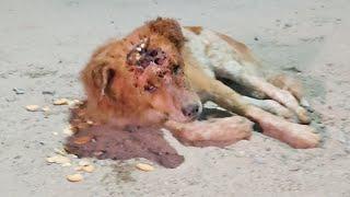 Shy dog, badly wounded, has the courage to fight for life...