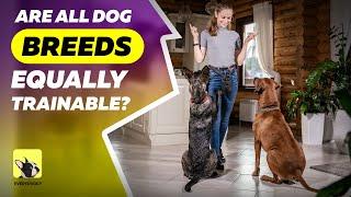 Are All Dog Breeds Equally Trainable? | EveryDoggy