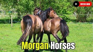 Marvelous Morgan Horses: Horse Breeding  #secretanimals @secret_animals