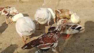 Duck Eating Food | Ducks Videos | Discover With Noman