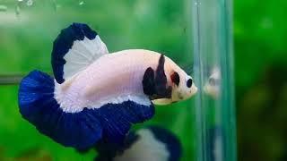 Marble Blue Rim Betta | Dòng cá cẩm thạch tuyệt đẹp | Betta Show