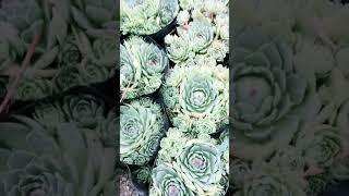 Large Succulent Plants For Outdoor | Kanishka Hi-Tech Nursery