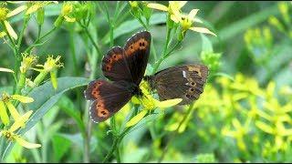 Arran Brown - Erebia ligea - Boserebia / Belgium / mid July 2017